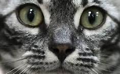 Trapani, la ferocia su un gattino e il vuoto delle risposte: il caso che interroga una citt&agrave; intera