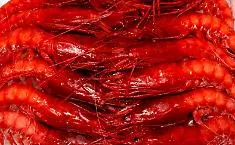 A Mazara del Vallo il futuro del gambero rosso in discussione