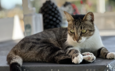 Oasi felina di Trapani isolata, stop a entrate e uscite per tre settimane a causa di una malattia contagiosa
