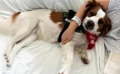 Una zampa sul letto e il dolore si fa pi&ugrave; leggero, cos&igrave; porte aperte all'hospice agli amici a quattro zampe