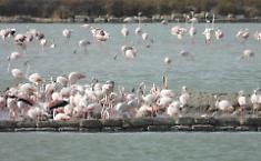 Storico traguardo: il fenicottero rosa nidifica per la prima volta nella Riserva delle Saline di Trapani e Paceco