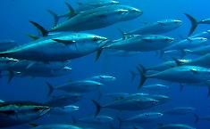 Tonno rosso, alla Sicilia il 50% delle quote. Il governo: &laquo;Lavoriamo per allargare la cassa integrazione alla pesca&raquo;