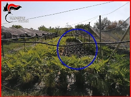 Fiumefreddo, nel vivaio coltivava anche canapa indiana