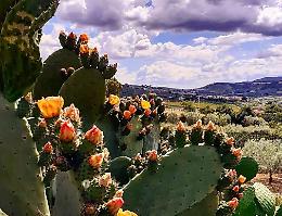 Da simbolo dell'Isola a oro di Sicilia: così una coppia ha trasformato il fico d'India