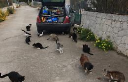 Rubata a Vittoria l'auto dell'&laquo;angelo&raquo; dei gatti : appello per ritrovarla