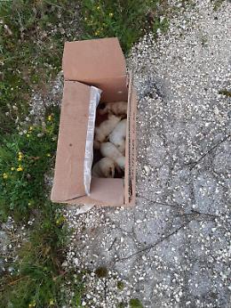 Santa Margherita, sei cuccioli abbandonati in un cartone subito dopo il parto