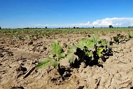 La "maledetta primavera" dell'agricoltura siciliana: il caro-zucchine è in agguato