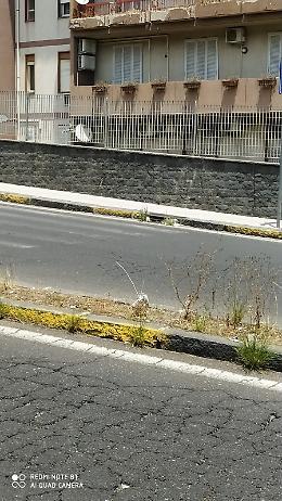 Catania. Fasano alta senza strisce pedonali