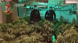 Palermo, serra indoor scoperta in casa a Boccadifalco: tre arresti