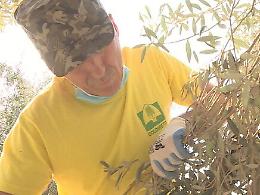 Annata nera per l’olio, calo del 22%: prima spremitura a Chiaramonte Gulfi