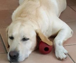 Cane da adottare: è rimasto senza padrona