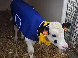 Soffia il vento gelido "Buran" e i vitelli indossano il cappotto