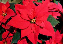 Perché regaliamo la Stella di Natale? Le due leggende legate a questa pianta