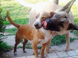 Piombino scampa la morte e trova un amico e una famiglia