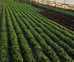 Prodotti chimici provocano miasmi in serre Ragusano: stanno male in 18