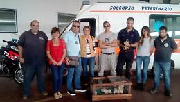 Scatolone si "muove" tra i rifiuti: dentro c'erano 5 cagnolini