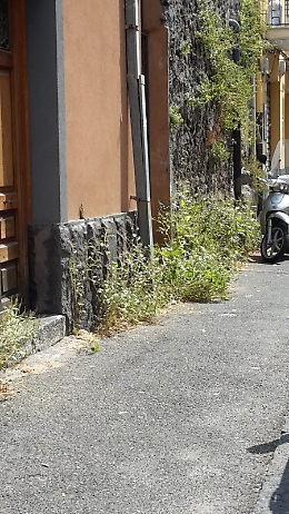 Catania: degrado in via F.sco Riso e discarica a cielo aperto