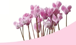 Lotta alla Sclerodermia, un ciclamino per far fiorire la ricerca