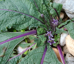 Mandragora, la pianta dalle propriet&agrave; allucinogene