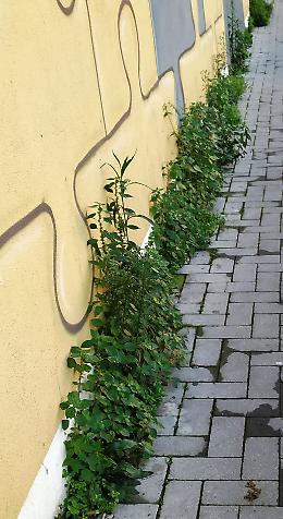 Catania: Via Cesare Beccaria: “giungla urbana” sui marciapiedi