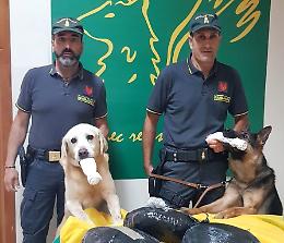 Catania, Gdf e cani antidroga
"fiutano" marijuana: un arresto
