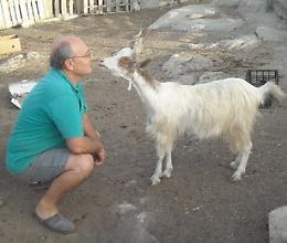 Il casaro che ha salvato la capra girgentana