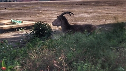 Catania: capretta sulla pista dell'elisoccorso al Cannizzaro