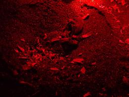 Appicca un incendio che si propaga: denunciato