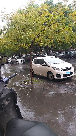 Catania: alberi non potati in Piazza Montessori