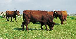 Bovini, a gestire il progetto sulla biodiversità delle razze siciliane sarà un'associazione di Udine!