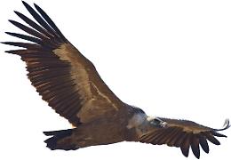 Sui Nebrodi sulle tracce dei Grifoni con il Sentiero dei "Vuturuna"