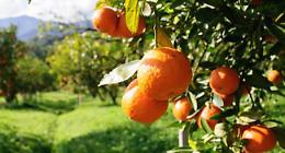 Le arance ombelicate erano presenti nel XVII secolo nel Regno delle Due Sicilia