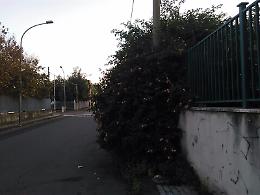 Giarre, quella siepe ingombrante in via Maccarrone che impedisce il passaggio