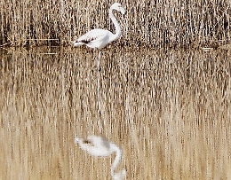 Il fenicottero rosa che va a svernare a Salina