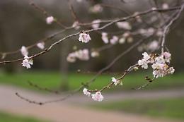 Un Natale anomalo con gli alberi in fiore chiude il quarto anno più caldo dal 1800: ma sta per arrivare il gelo