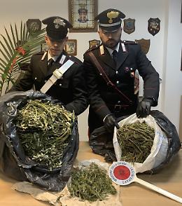 Allevatore di San Fratello arrestato per droga