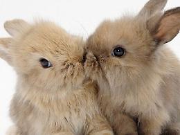 Animali "esotici" senza voce vittime di abusi e abbandoni