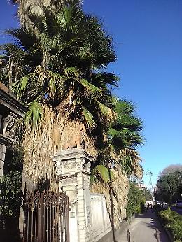 Catania: rami secchi e pericolosi al Viale Regina Margherita