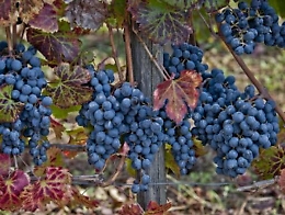 Conclusa vendemmia in Sicilia: annata di qualità