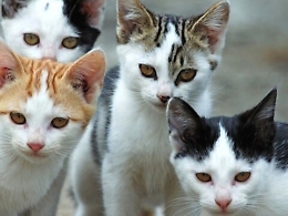 Licata avrà la sua colonia felina riconosciuta