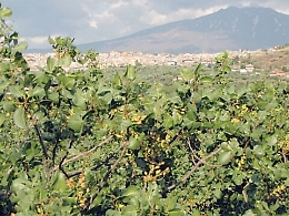"Oro verde" sono a rischio 3.500 ettari di coltivazione