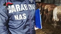 Controlli dei Nas di Catania sui Nebrodi, sospesa attività di un caseificio