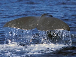 A Catania, spiati i capodogli con il telescopio sottomarino