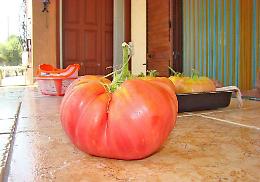 A San Cataldo nell’orto dei “giganti” tra zucche e pomodori da Guinness dei primati