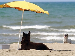 Caldo, sole e parassiti: i consigli del veterinario