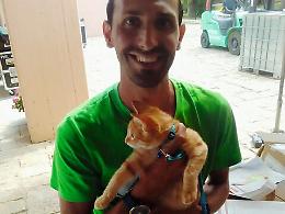 Ginger, il gatto del villaggio, «emigrato» a Torino