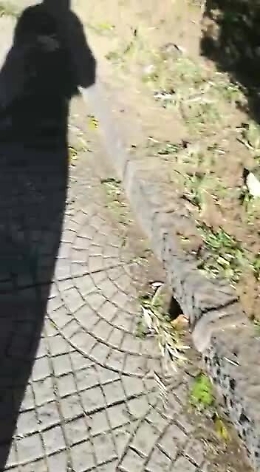 Catania: Largo Mendola, dopo la potatura tutto il tagliato abbandonato in strada