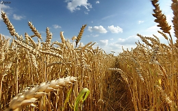 Un ddl in Senato per istituire l’agricoltore “custode dell’ambiente e del territorio”