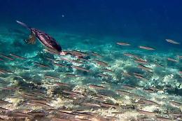 Ambiente, un "patto" tra spigola e uccello marino per cacciare insieme sott'acqua
