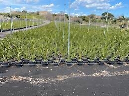 Cenere dell'Etna, Coldiretti «Avviare un sistema di interventi che salvaguardi gli imprenditori agricoli»